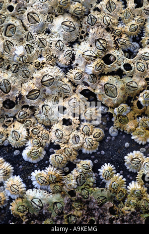 northern rock barnacle, acorn barnacle, common rock barnacle (Semibalanus balanoides, Balanus balanoides), many individuals on Stock Photo