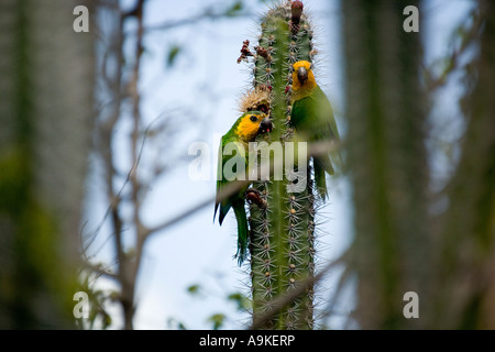Yellow-shouldered parrots feeding on Cactus on Bonaire Island, Netherlands Antilles Stock Photo