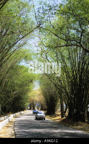 Jamaica St Elizabeth Bamboo Avenue Stock Photo