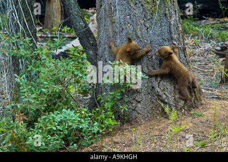 brown bear cubs play on a sequoia tree in Sequoia National Park, California, USA Stock Photo