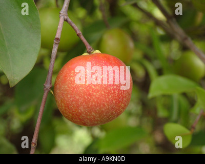 Kokum tree, Garcinia indica, plant of mangosteen family, Clusiaceae, Stock Photo