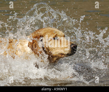 Golden Retriever (Canis lupus f. familiaris), jumps through the water Stock Photo