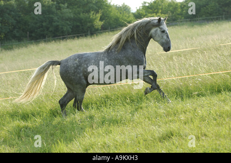 Andalusian horse (Equus przewalskii f. caballus), on meadow Stock Photo