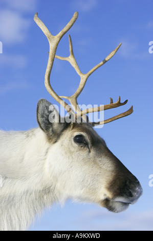 barren ground carribu, reindeer (Rangifer tarandus caribou), portrait, United Kingdom, Scotland