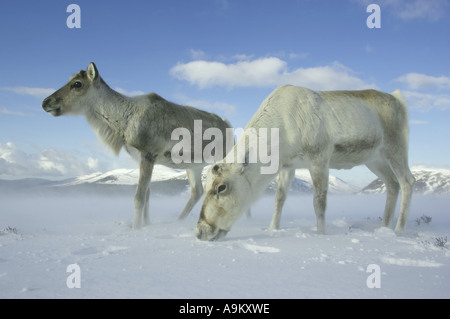 barren ground carribu, reindeer (Rangifer tarandus caribou), searching for food, United Kingdom, Scotland