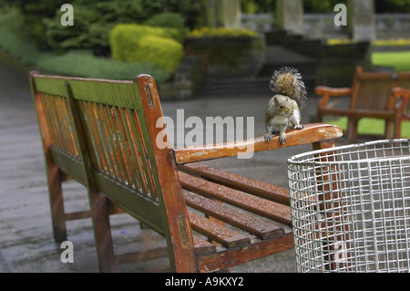 eastern gray squirrel, grey squirrel (Sciurus carolinensis), sitting on park bench, United Kingdom, Scotland, Edinburgh Stock Photo