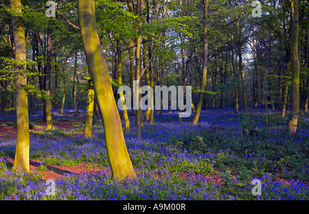 Bluebell wood in Wanstead Park London Stock Photo