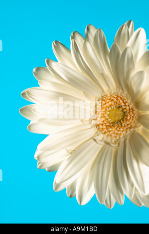 gerbera Stock Photo