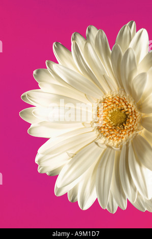 gerbera Stock Photo