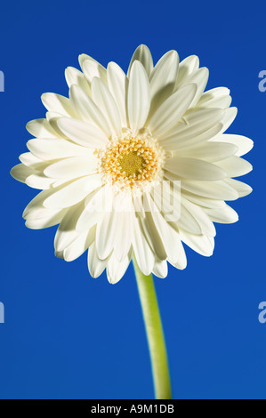 gerbera Stock Photo