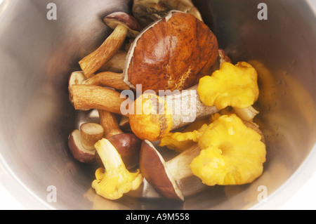 MIX of fresh wild woods mushrooms with chanterelle Bay Bolete Yellow Bolete served in a dish bowl from bavaria forest MUSHROOM Stock Photo
