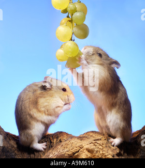 CAMPBELLS HAMSTERS try to reach the grapes fruits Stock Photo Alamy