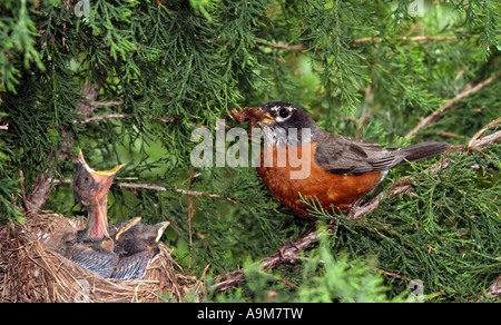 A mother Robin with a worm in her beak Stock Photo