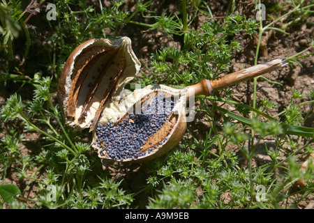 poppy seed Stock Photo