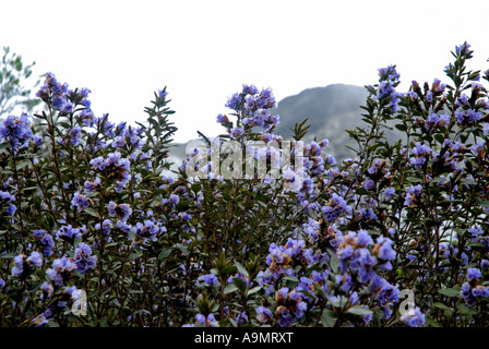 Kerala Tourism on LinkedIn: #neelakurinji #idukki #packupforkerala  #keralatourism