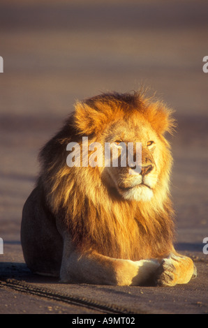Large maned lion (Panthera leo) near Lake Ndutu in Tanzania