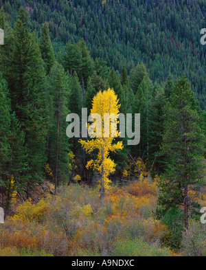 Solitary Aspen Tree in full autumn color stands against evergreen forest as lone sentinel of seasonal change Stock Photo