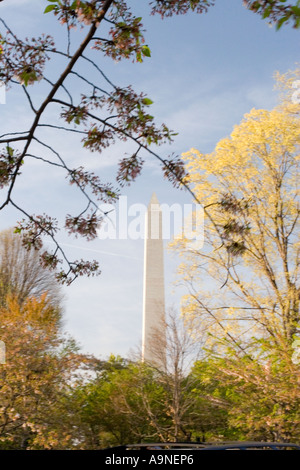 Washington Monument framed by cherry blossoms late in the afternoon Stock Photo
