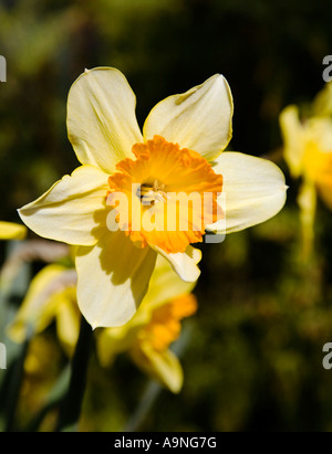 Daffodil close up Stock Photo
