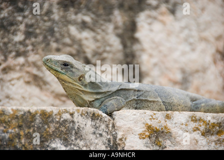 Large iguana lizard sunbathing on warm sandstone rocks, Uxmal Maya ruins, Yucatan, Mexico Stock Photo