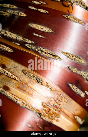 Bark of the Tibetan Cherry tree Prunus serrula Stock Photo