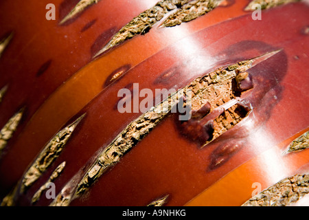 Bark of the Tibetan Cherry tree Prunus serrula Stock Photo