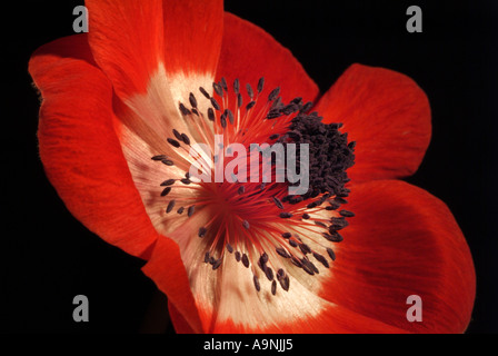 Red anemone flower (Anemone coronaria) against a black background. Stock Photo