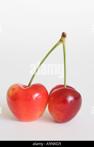 Fresh Rainer white cherries against a white background Stock Photo