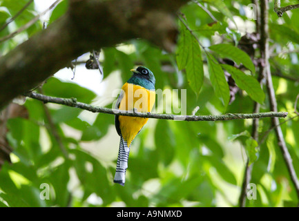 A Black-throated Trogon in the rainforest beside Achiote road on the Caribbean slope, Republic of Panama. Stock Photo