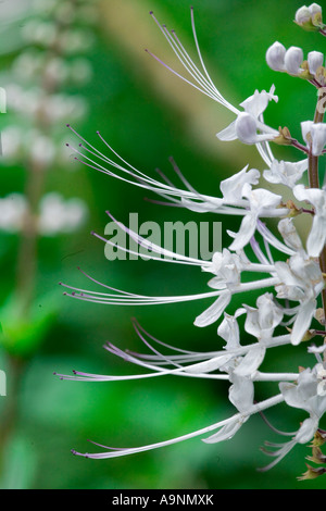 Side view of a stem of white Cat s Whisker flowers against a green background Taken at the Hawaii Botanical Garden Stock Photo