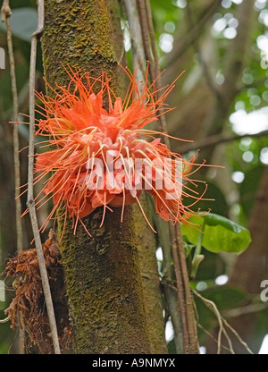 Image of an orange flower puff found growing on the bark of the Powder Puff Tree Taken in the Hawaii Botanical Garden Stock Photo