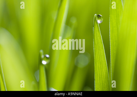 Drops of water on blades of grass Stock Photo