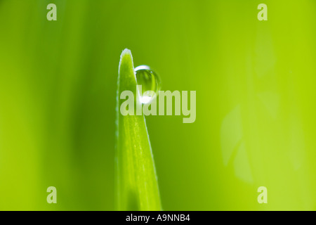 Drop of water on blade of grass Stock Photo