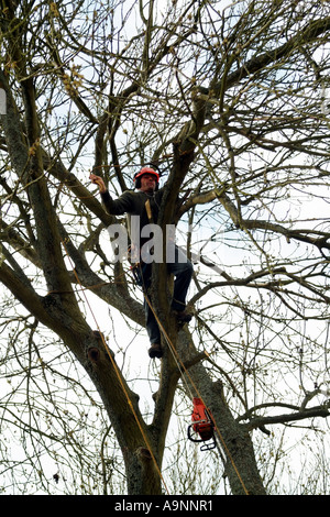 Tree surgeon working in an Ash tree. Southern England United Kingdom UK Stock Photo