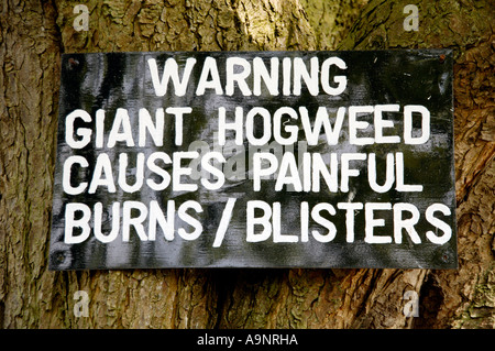 WARNING GIANT HOGWEED sign nailed to tree on banks of River Usk near Abergavenny Monmouthshire South Wales UK Stock Photo