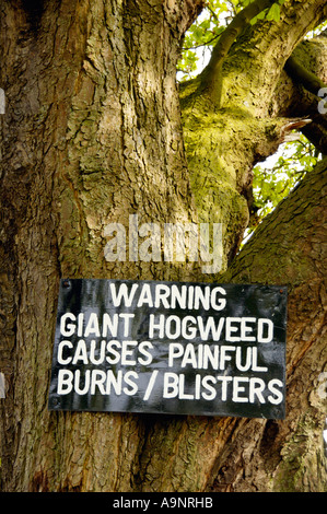 WARNING GIANT HOGWEED sign nailed to tree on banks of River Usk near Abergavenny Monmouthshire South Wales UK Stock Photo