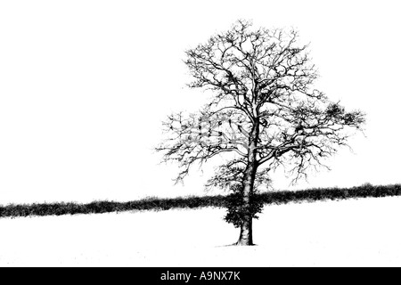 A black and white photograph of an oak tree standing in field covered in snow during blizzard Stock Photo