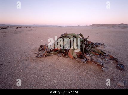 thousand year old Welwitschia plant in the Namib desert near Swakopmund Namibia Stock Photo