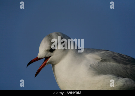 little gull or juvenile black headed gull larus ridibundus larus minutus with open beak mouth seagull Stock Photo