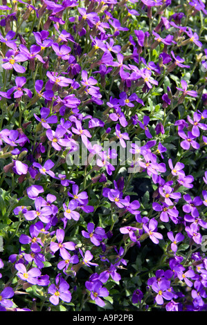 A springtime show of blue-pink aubretia flowers gladdens the heart after winter Stock Photo