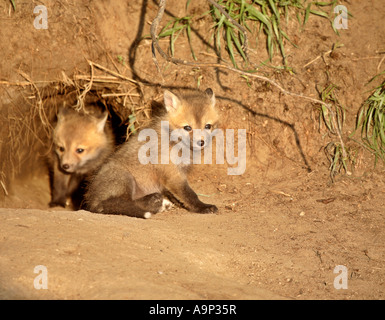 Red Fox kits at den entrance in Saskatchewan Stock Photo