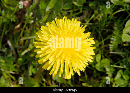 dandilion Stock Photo