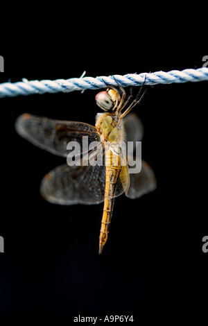 Dragonfly resting on nylon washing line against dark background Stock Photo