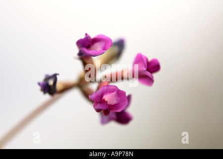 Purple wildflowers in Saskatchewan Stock Photo