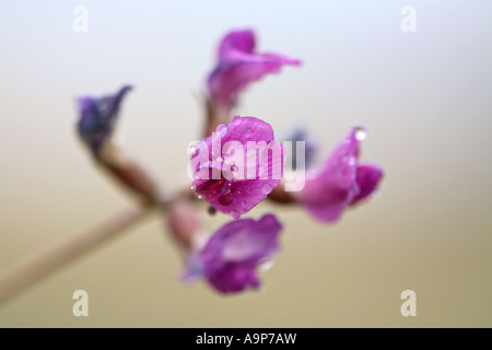 Purple wildflowers in Saskatchewan Stock Photo