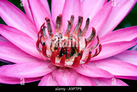 Pink Water Lily, Nymphaea pubescens Stock Photo