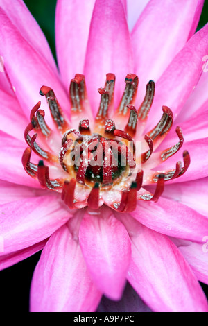 Pink Water Lily, Nymphaea pubescens Stock Photo