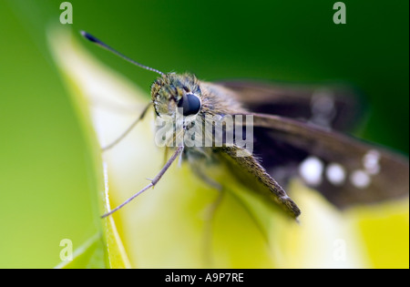 Small moth sitting on leaf in India Stock Photo