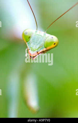 Macro detail of head of praying mantis on green plant Stock Photo