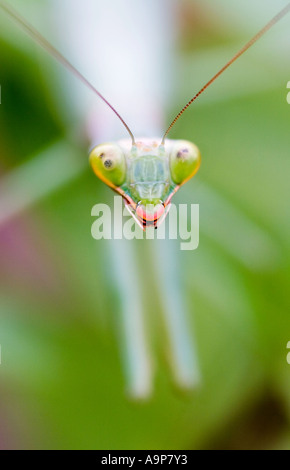 Head close up of praying mantis on green plant Stock Photo